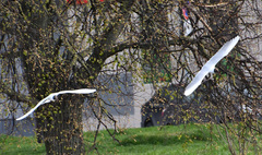 Chroicocephalus ridibundus