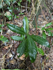 Lasianthus lanceolatus