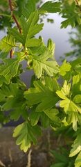 Crataegus monogyna