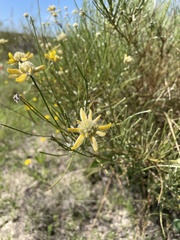 Genista umbellata