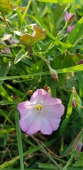Convolvulus arvensis