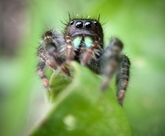 Phidippus audax