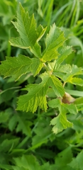 Heracleum sphondylium