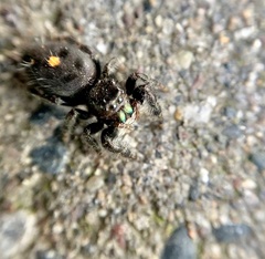 Phidippus audax