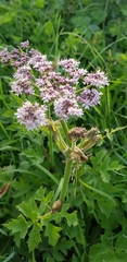 Heracleum sphondylium
