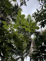 Ormosia krugii