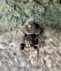 Phidippus audax