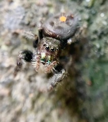 Phidippus audax