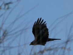 Buteo albonotatus