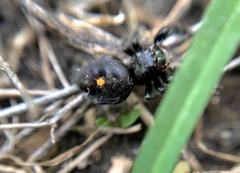 Phidippus audax