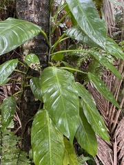 Philodendron lingulatum
