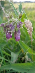 Symphytum officinale