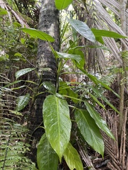 Philodendron lingulatum