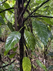 Philodendron lingulatum