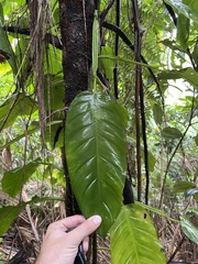 Philodendron lingulatum
