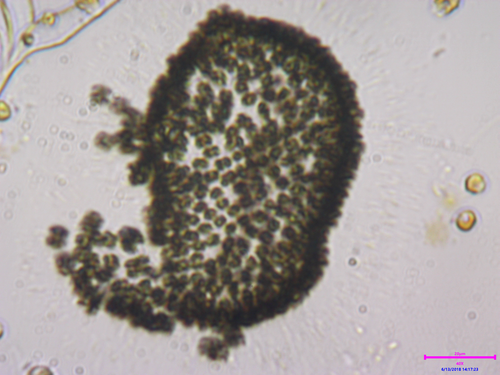 Woronichinia naegeliana