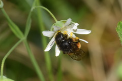 Osmia bicolor