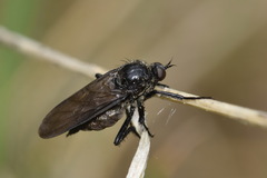 Empis ciliata