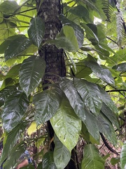 Philodendron lingulatum