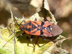 Spilostethus pandurus