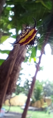 Gasteracantha falcicornis