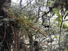 Tillandsia rodrigueziana