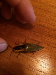 Semiotus cuspidatus splendidus