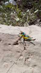 Pterophylla beltrani