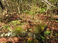 Tillandsia fuchsii