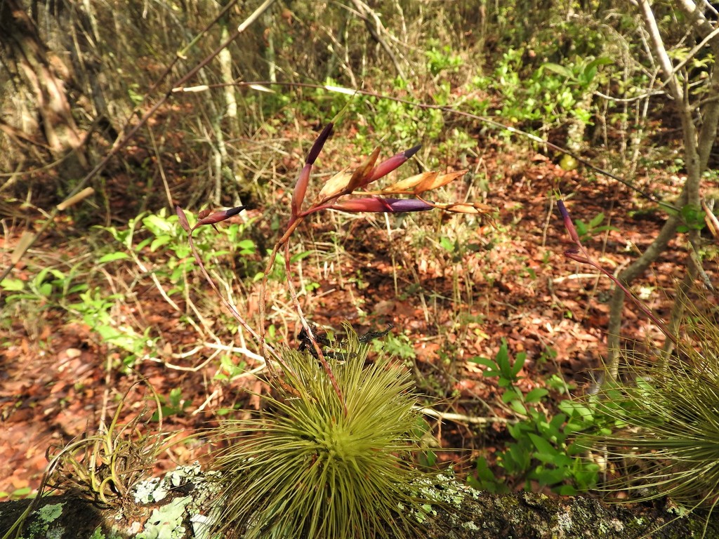 Tillandsia Fuchsii