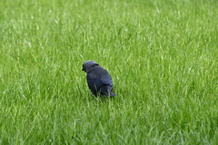Corvus monedula