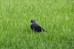 Corvus monedula