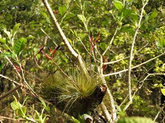 Tillandsia fuchsii