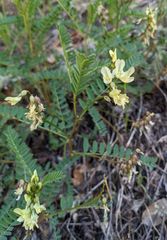 Astragalus accidens