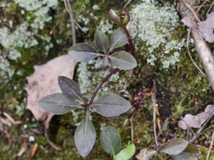 Polygaloides paucifolia