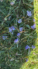 Scilla verna