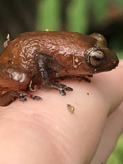 Diasporus
