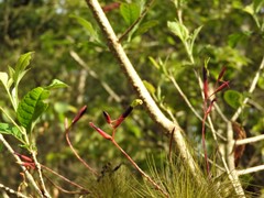 Tillandsia fuchsii