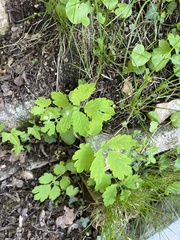 Chelidonium majus