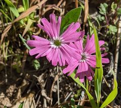 Silene hookeri