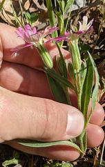 Silene hookeri