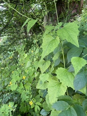 Alliaria petiolata
