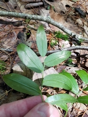 Uvularia puberula