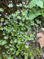 Cymbalaria muralis