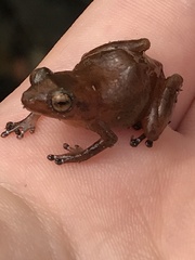 Diasporus