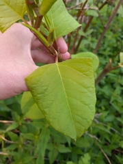 Reynoutria japonica