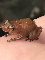 Diasporus