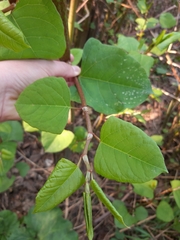 Reynoutria japonica