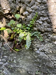 Asplenium trichomanes