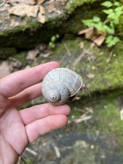 Helix pomatia